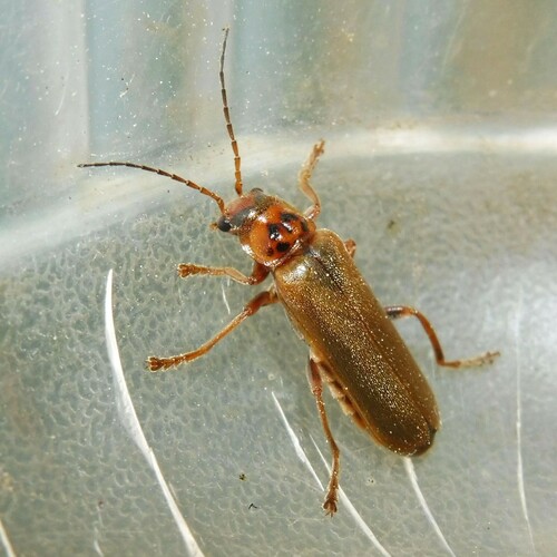 Red Soldier Beetle, photo 4 of 10