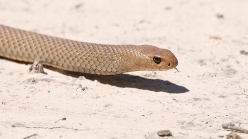 Eastern Brown Snake sighting