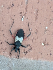 Microtomus purcis