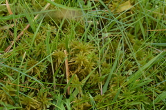 Sphagnum contortum