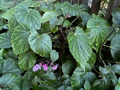 Begonia chitoensis, photograph (c) 黃美滿, some rights reserved (CC BY)