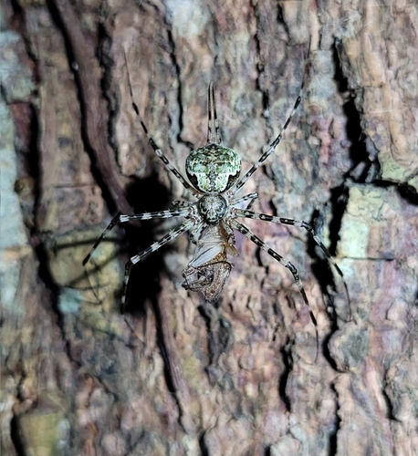 Typical Two-tailed Spiders