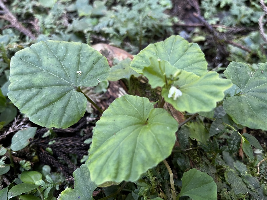 Cardamine circaeoides (Cardamine circaeoides)