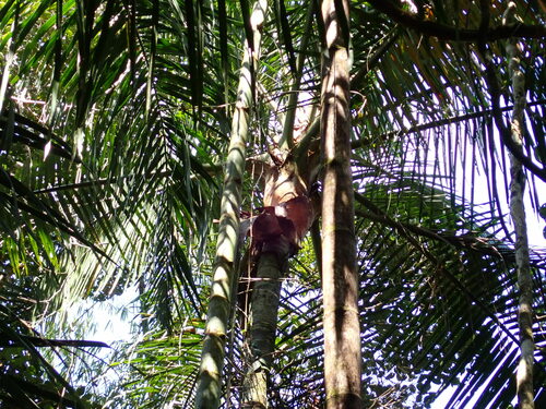 Image of Dypsis leptocheilos by (c) Louis Aureglia, some rights reserved (CC BY)
