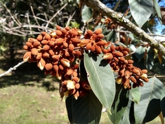 Vismia baccifera