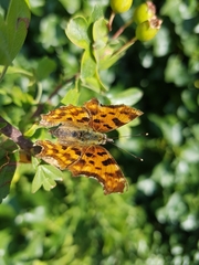 Polygonia c-album