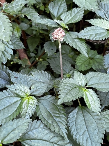 Image of Lecanthus peduncularis by (c) 黃美滿, some rights reserved (CC BY)