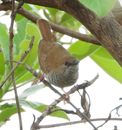 Stierling's Wren-Warbler (Calamonastes stierlingi), photo 9