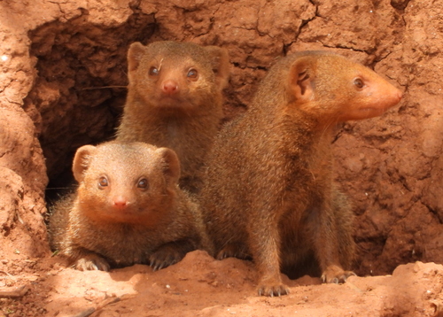 Common Dwarf Mongoose