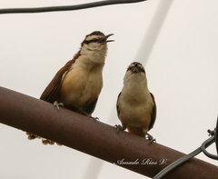 Campylorhynchus chiapensis