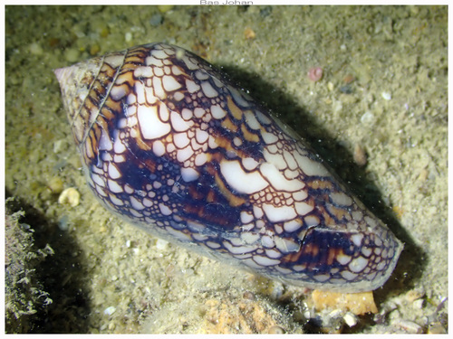 Conus canonicus observed 2024-11-24