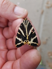 Euplagia quadripunctaria