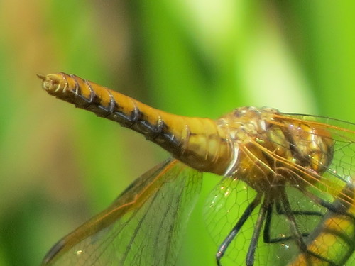 Red-veined Meadowhawk