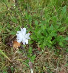 Silene latifolia