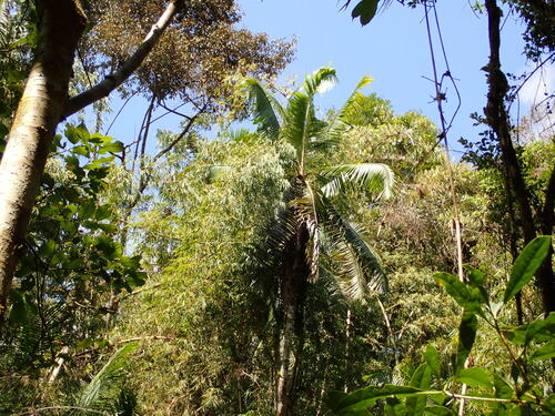 Velvet palm (Dypsis leptocheilos)