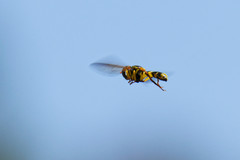 Xanthogramma marginale