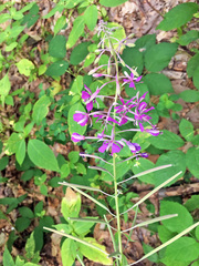 Chamaenerion angustifolium