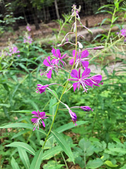 Chamaenerion angustifolium