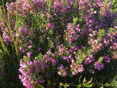 Indigofera sulcata
