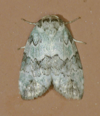 Afrida ydatodes