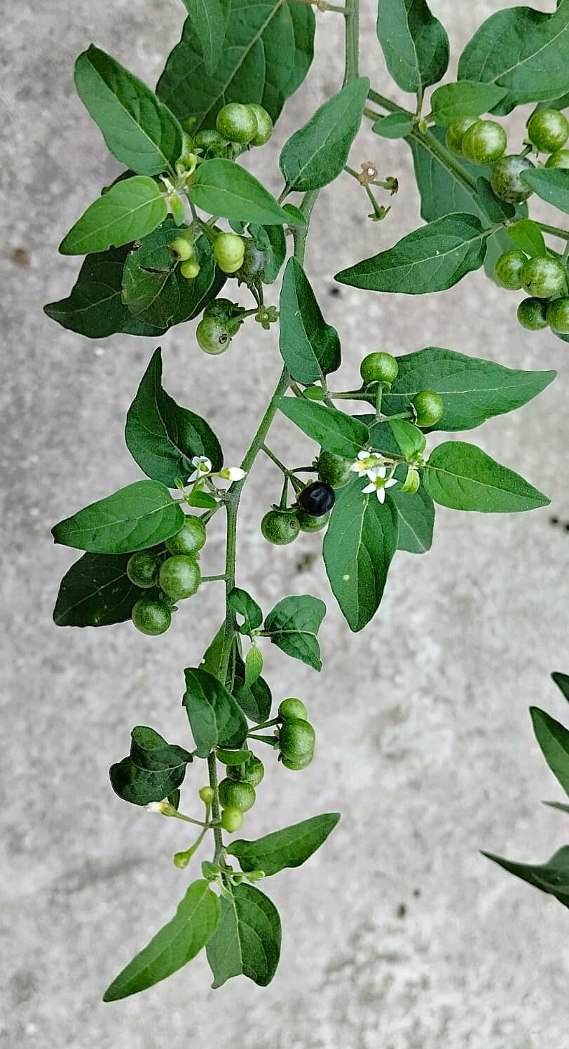 Solanum americanum