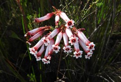Erica aristata