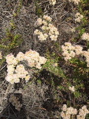 Eriogonum fasciculatum fasciculatum
