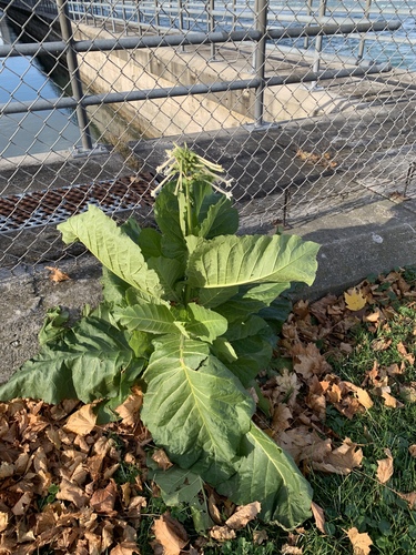 Image of Nicotiana sylvestris by (c) Shanze Yoell, some rights reserved (CC BY)