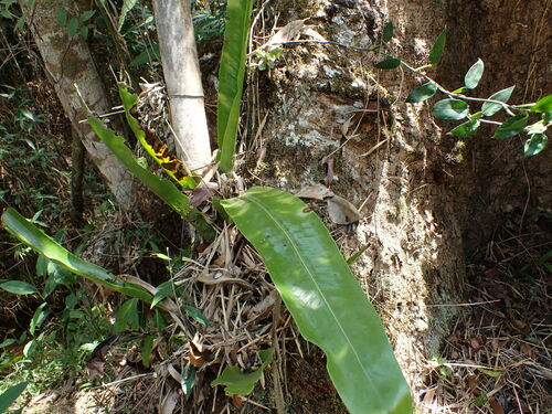 Image of Microsorum Punctatum (Microsorum punctatum) by (c) Louis Aureglia, some rights reserved (CC BY)