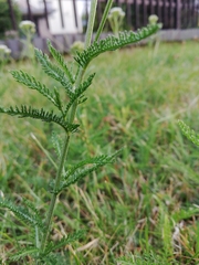 Achillea