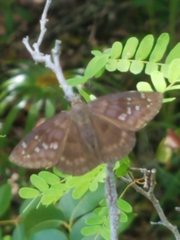 Ephyriades brunnea