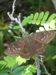 Ephyriades brunnea