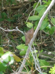 Ephyriades brunnea