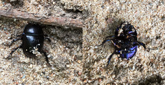 Anoplotrupes stercorosus