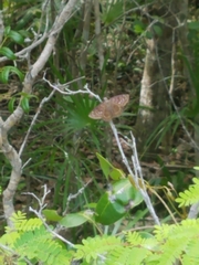 Ephyriades brunnea