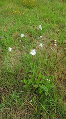 Silene latifolia