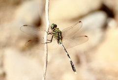 Orthetrum sabina