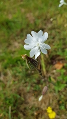 Silene latifolia