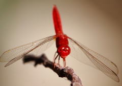 Crocothemis servilia