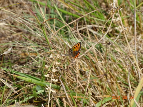 Lycaena phlaeas