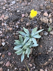 Raillardella argentea