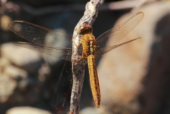 Crocothemis servilia