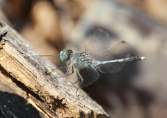 Diplacodes trivialis