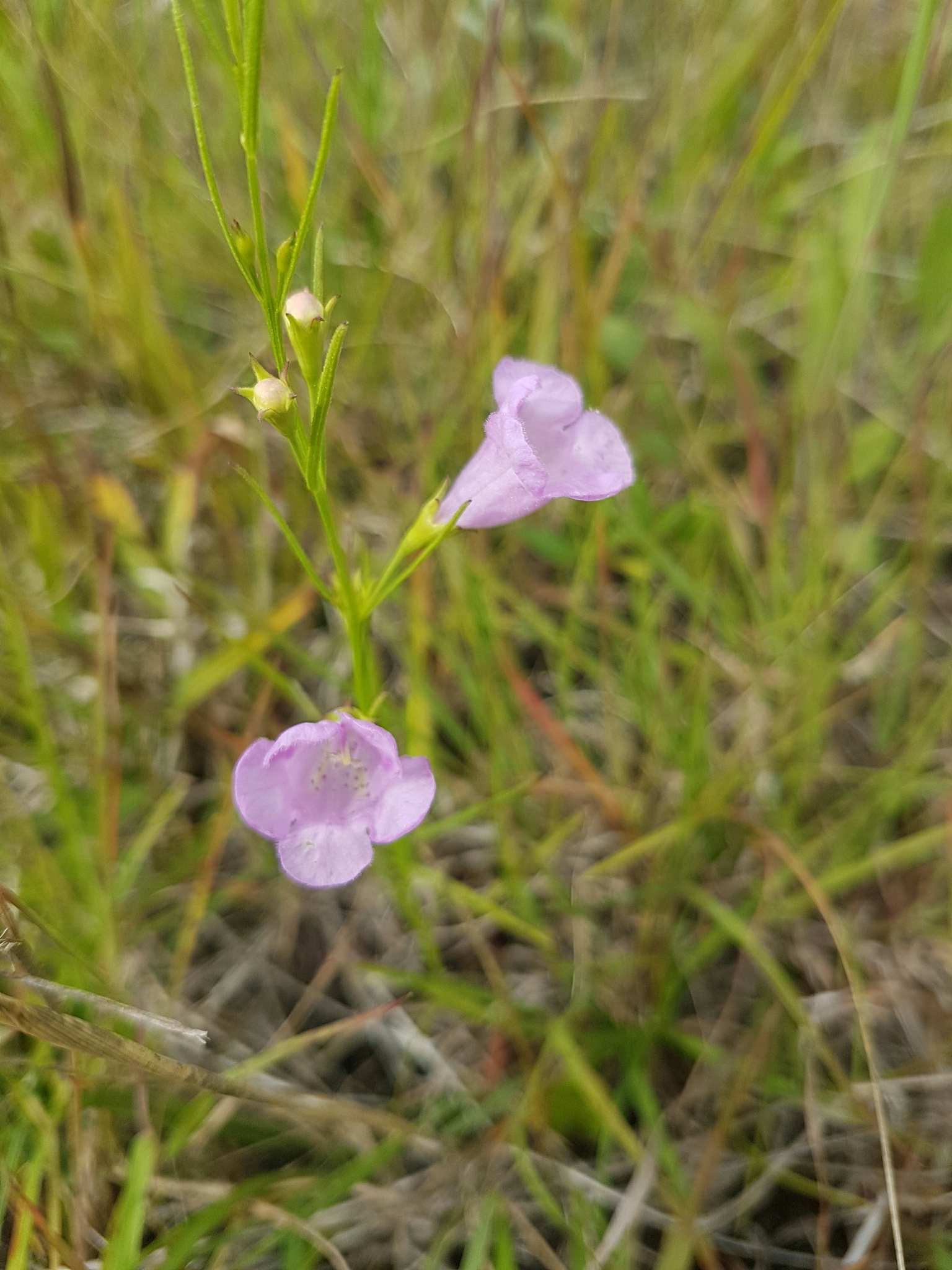 Agalinis aspera