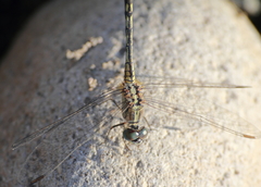 Diplacodes trivialis