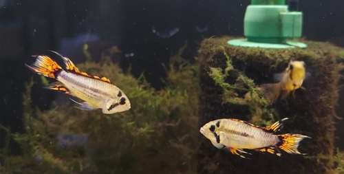 Cockatoo dwarf cichlid (Apistogramma cacatuoides) — Cichlidae — 5