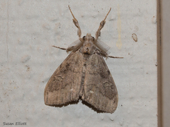 Dasychira vagans