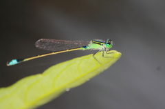 Ischnura senegalensis
