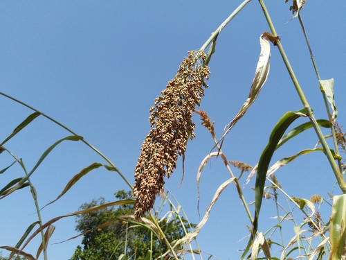 Sorghum