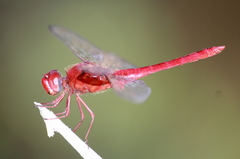 Crocothemis servilia